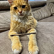 Garfield participe au concours pour gagner de l'argent avec cette photo : cat, orange_tabby, pet, animal, feline, whiskers, paws, fur, indoor, couch, furniture, window, relaxed, cute, curious, closeup, mammal, domestic, resting, stick
