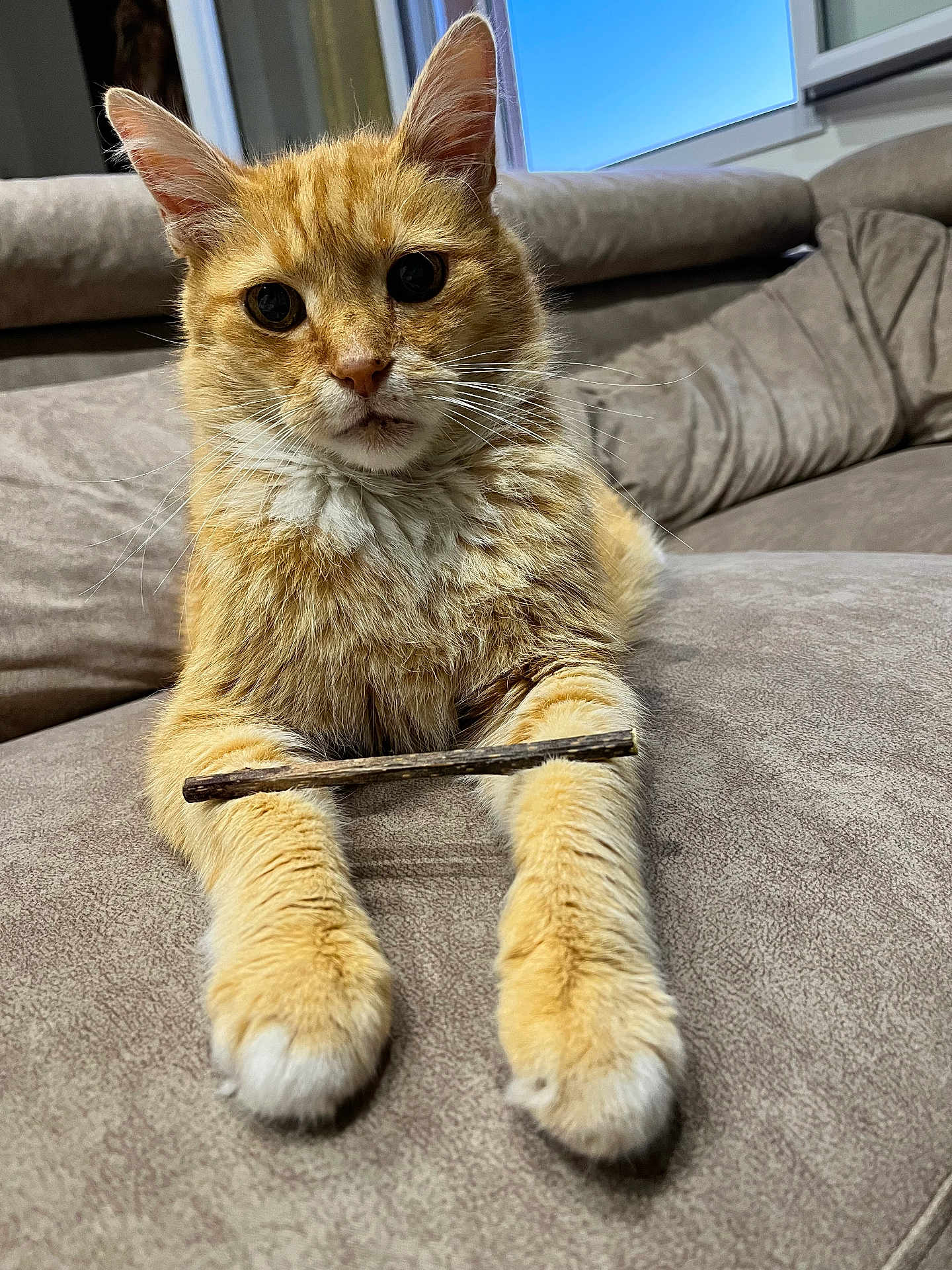 Garfield participe au concours pour gagner de l'argent avec cette photo : cat, orange_tabby, pet, animal, feline, whiskers, paws, fur, indoor, couch, furniture, window, relaxed, cute, curious, closeup, mammal, domestic, resting, stick