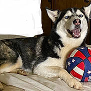 Sasha joined the competition — help win amazing prizes! animal, basketball, bed, blue, cute, dog, face, fur, furniture, husky, indoor, paw, pet, playful, reclining, red, smiling, stars, toy, white