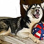 animal, basketball, bed, blue, cute, dog, face, fur, furniture, husky, indoor, paw, pet, playful, reclining, red, smiling, stars, toy, white
