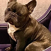 Maverick joined the competition — help win amazing prizes! dog, french_bulldog, brindle, pet, indoor, chair, plush, purple, blanket, sitting, animal, canine, ears, face, fur, looking, domestic_animal, companion, cute, portrait