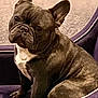 dog, french_bulldog, brindle, pet, indoor, chair, plush, purple, blanket, sitting, animal, canine, ears, face, fur, looking, domestic_animal, companion, cute, portrait