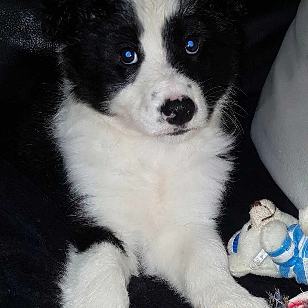 Roukaï a rejoint le concours — aidez-le/la à gagner de superbes lots ! animal, ball, canine, clothing, couch, dog, football, footwear, furniture, pet, puppy, runningshoe, shoe, sneaker, soccer, soccerball, sport, tennis, tennisball, toy