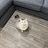 Waffles is registered to the contest to win money with this photo: adorable, animal, blue_eyes, cat, cream_fur, cute, fluffy_cat, home, indoors, living_room, long_hair, looking_up, pet, portrait, sectional, sitting, sofa, tail, whiskers, wood_floor