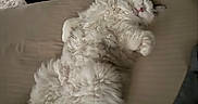 Waffles is registered to the contest to win money with this photo: animal, belly_up, cat, closeup, couch, cozy, fluffy, home, indoor, long_hair, lying_down, paws, pet, pink_nose, portrait, relaxed, sleeping, sofa, whiskers, white_cat