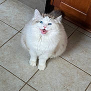Waffles is registered to the contest to win money with this photo: animal, appliance, blue_eyes, cat, cute, fluffy, front_view, indoor, kitchen, kitten, long_hair, open_mouth, pet, photography, portrait, sitting, tile_floor, whiskers, white_fur, wooden_cabinet