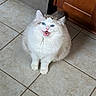 animal, appliance, blue_eyes, cat, cute, fluffy, front_view, indoor, kitchen, kitten, long_hair, open_mouth, pet, photography, portrait, sitting, tile_floor, whiskers, white_fur, wooden_cabinet