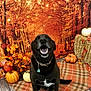 dog, black_dog, pumpkin, autumn, fall, hay_bale, plaid_blanket, leaf, orange, decor, indoor, smiling, animal, pet, wood_floor, background, festive, seasonal, cozy, nature