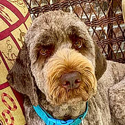 Khaleesi joined the competition — help win amazing prizes! dog, close_up, portrait, fluffy, brown_fur, blue_collar, cushion, patterned, wicker, brick_wall, pet, animal, cute, indoor, relaxed, face, ears, nose, whiskers, companion