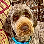 dog, close_up, portrait, fluffy, brown_fur, blue_collar, cushion, patterned, wicker, brick_wall, pet, animal, cute, indoor, relaxed, face, ears, nose, whiskers, companion