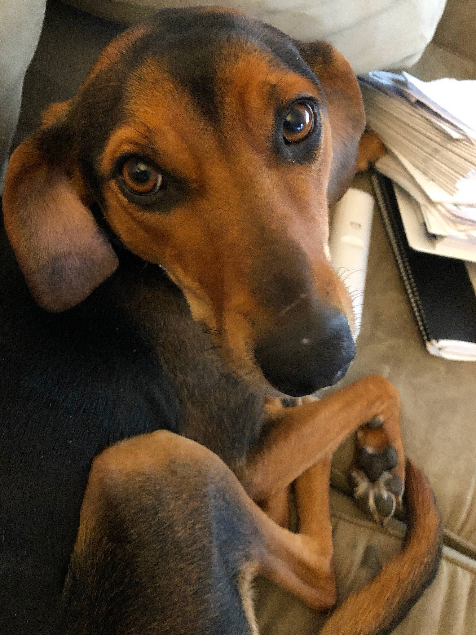 Ivy Blu is registered to the contest to win money with this photo: canidae, carnivore, dog, dog_breed, fawn, hellenikos_ichnilatis, hortaya_borzaya, hound, mammal, segugio_italiano, snout, vertebrate