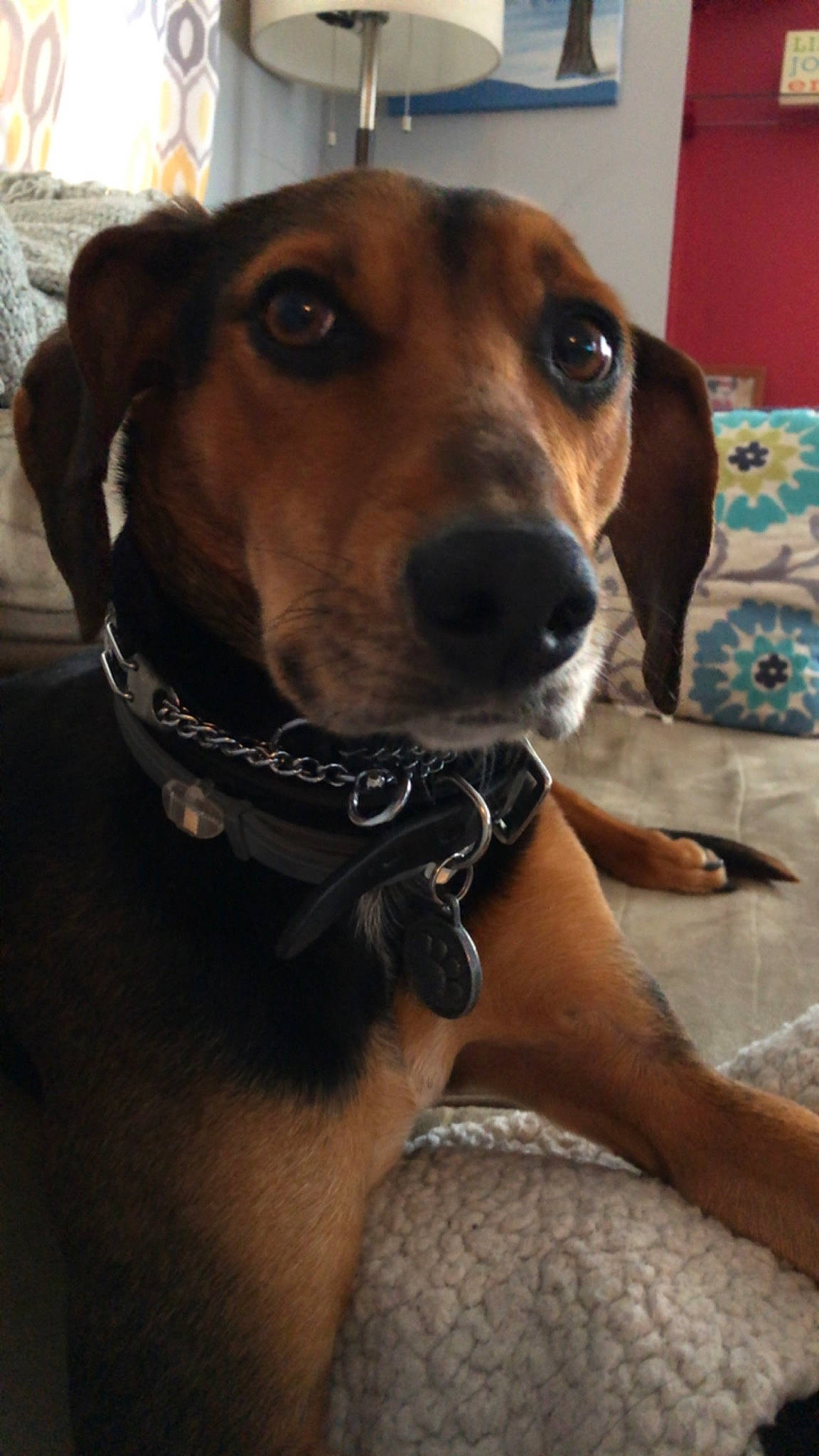 Ivy Blu is registered to the contest to win money with this photo: beagador, canidae, carnivore, coonhound, dog, dog_breed, english_coonhound, fawn, finnish_hound, harrier, hellenikos_ichnilatis, hunting_dog, mammal, mountain_cur, rare_breed_dog, serbian_hound, snout, treeing_walker_coonhound, tyrolean_hound, vertebrate