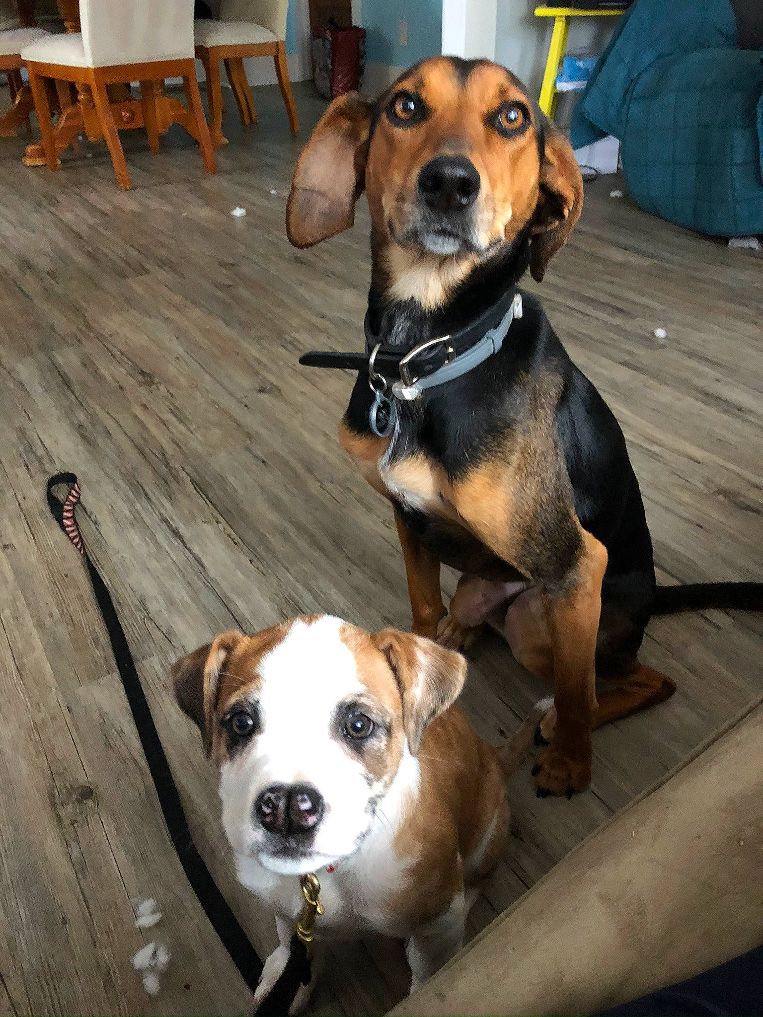 Bailey joined the competition — help win amazing prizes! american_foxhound, austrian_pinscher, beagador, beagle, canidae, carnivore, companion_dog, dog, dog_breed, drever, fawn, finnish_hound, harrier, hound, hunting_dog, mammal, rare_breed_dog, snout, treeing_walker_coonhound, vertebrate