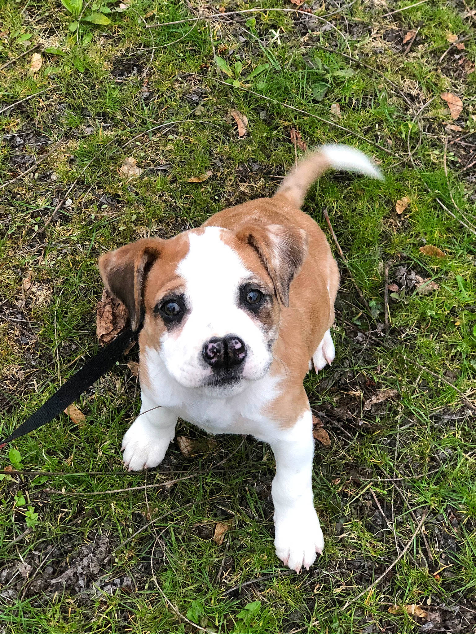Bailey joined the competition — help win amazing prizes! beagle, canidae, carnivore, companion_dog, dog, dog_breed, fawn, hound, mammal, plummer_terrier, puppy, rafeiro_do_alentejo, rare_breed_dog, sporting_group, tail, vertebrate