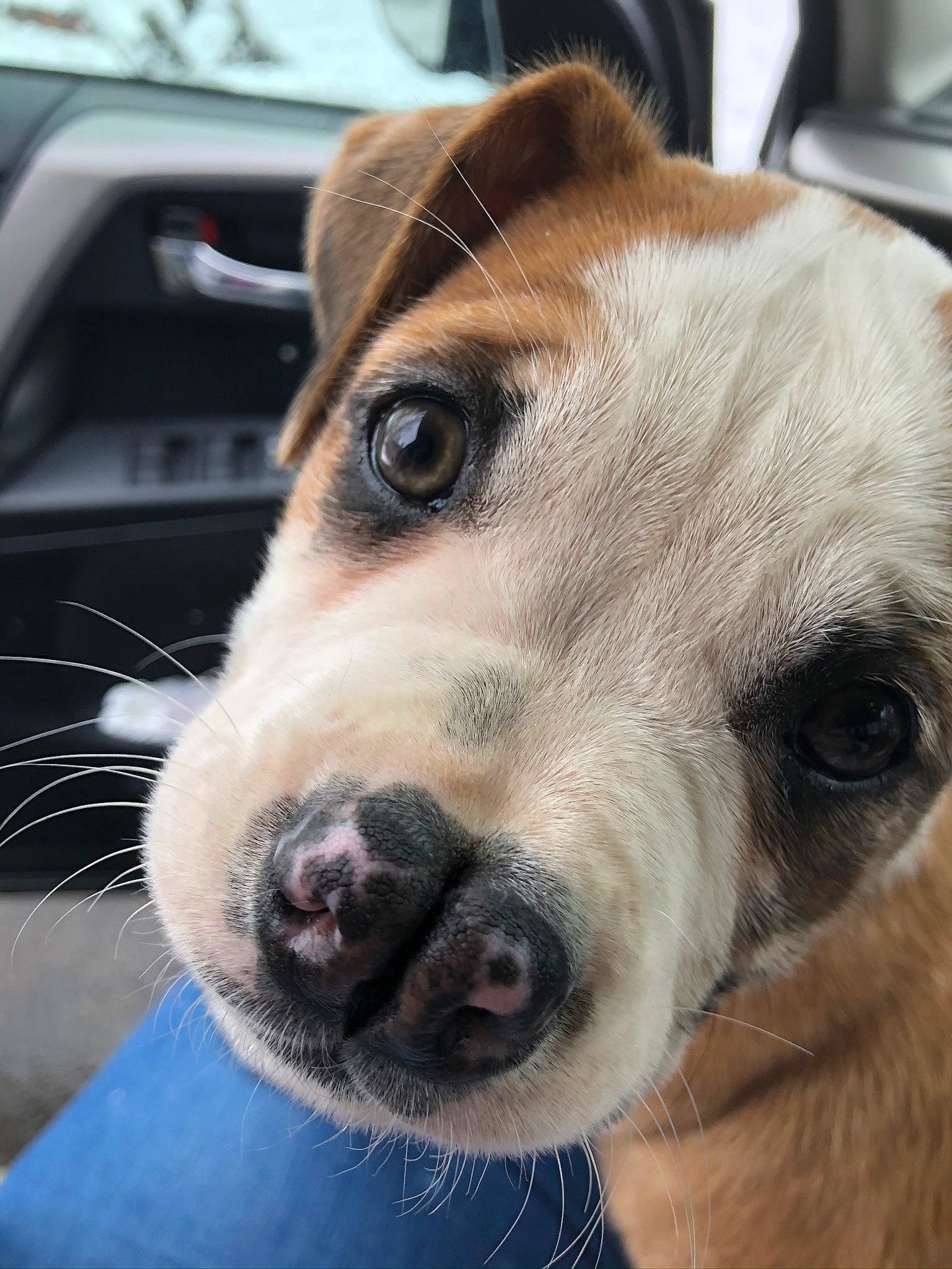 Bailey joined the competition — help win amazing prizes! canidae, carnivore, companion_dog, dog, dog_breed, ear, eye, fawn, feist, head, mammal, nose, potcake_dog, puppy, puppy_love, rat_terrier, russell_terrier, snout, street_dog, whiskers