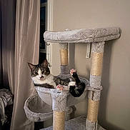 Jaxy joined the competition — help win amazing prizes! animal, cat, cat_tree, cozy, curious, curtain, domestic, feline, furniture, gray, indoor, lounge, paws, pet, post, relaxed, resting, sisal, wall, window