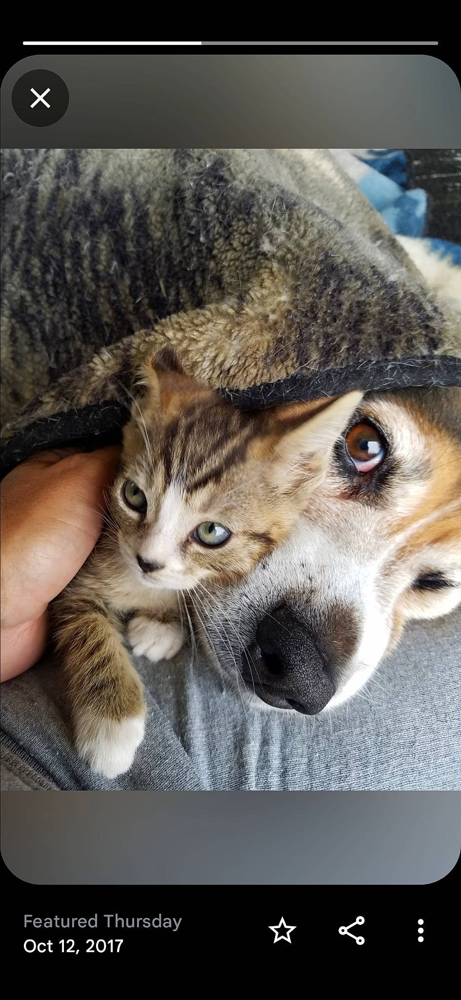 Little Bit joined the competition — help win amazing prizes! carnivore, cat, claw, collar, comfort, companion_dog, dog, dog_breed, domestic_short_haired_cat, fawn, felidae, fur, mammal, paw, small_to_medium_sized_cats, snout, terrestrial_animal, whiskers, wildlife, working_dog