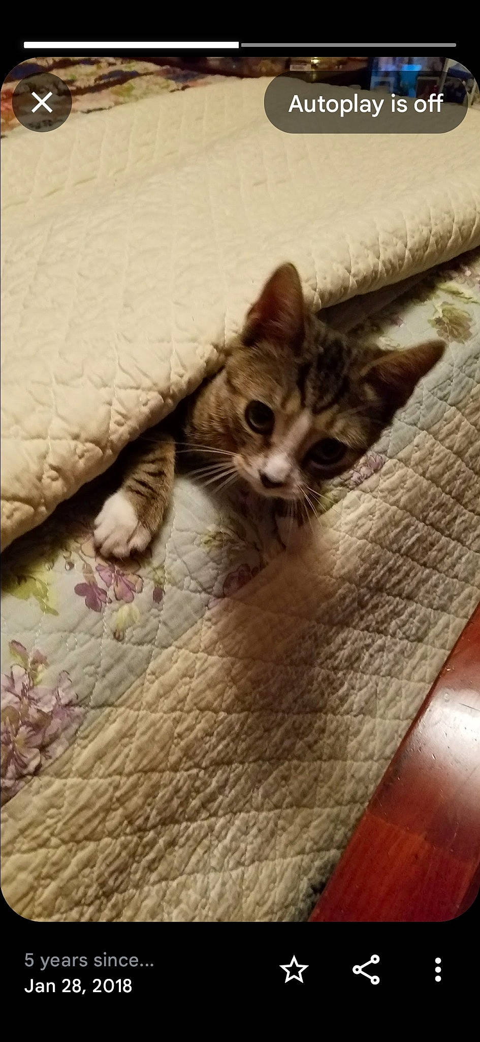 Little Bit joined the competition — help win amazing prizes! carnivore, cat, claw, comfort, domestic_short_haired_cat, fawn, felidae, floor, flooring, fur, hardwood, linens, metal, paw, small_to_medium_sized_cats, snout, tail, whiskers, wood, wood_stain