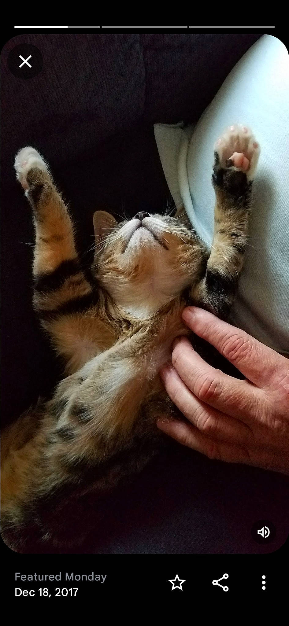 Little Bit is registered to the contest to win money with this photo: carnivore, cat, claw, comfort, domestic_short_haired_cat, fawn, felidae, foot, fur, gesture, human_leg, nail, nap, paw, small_to_medium_sized_cats, snout, tail, whiskers