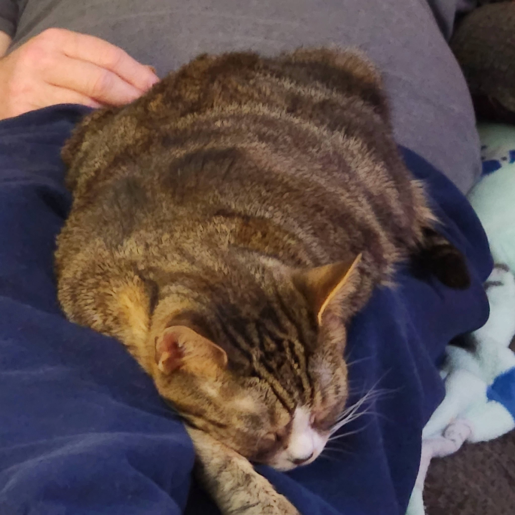 Little Bit is registered to the contest to win money with this photo: carnivore, cat, claw, cloud, comfort, domestic_short_haired_cat, ear, fawn, felidae, fur, nap, paw, sleep, small_to_medium_sized_cats, snout, tail, terrestrial_animal, whiskers