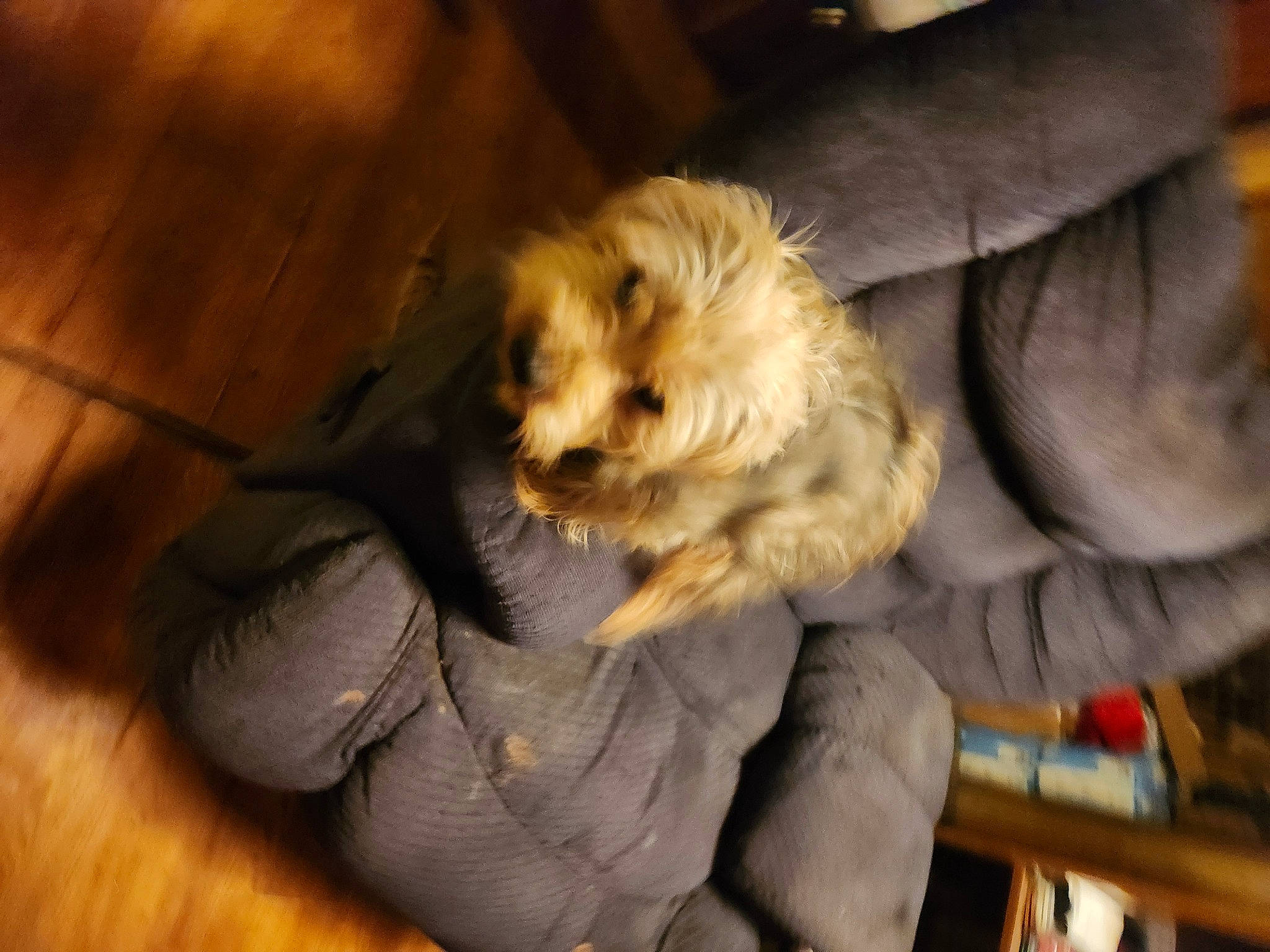 Nubby is registered to the contest to win money with this photo: canidae, carnivore, comfort, companion_dog, dog, dog_breed, flooring, fur, hardwood, puppy, small_terrier, snout, sporting_group, terrier, toy_dog, varnish, whiskers, wood, wood_flooring, wood_stain