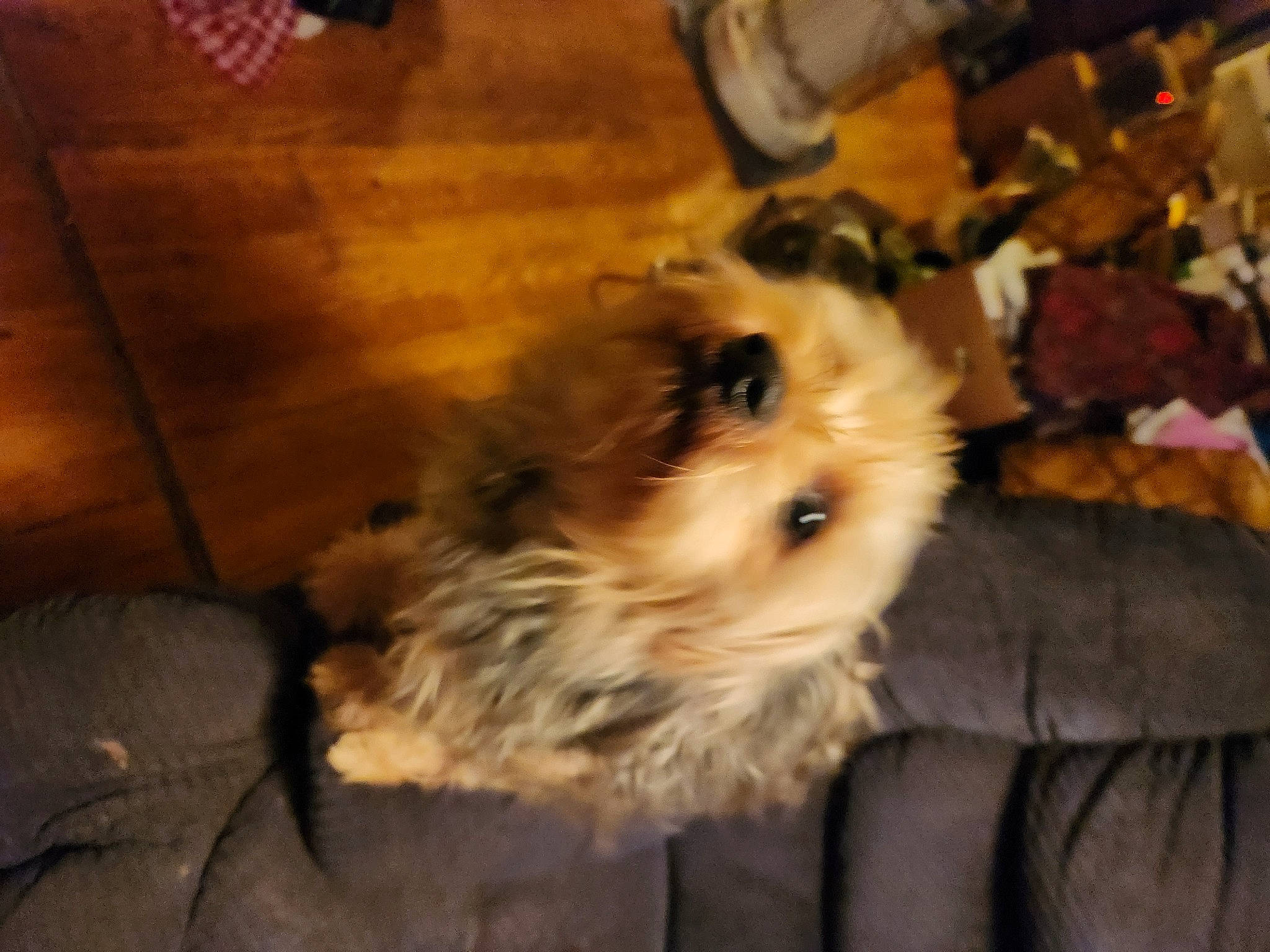 Nubby is registered to the contest to win money with this photo: canidae, carnivore, companion_dog, dog, dog_breed, fawn, flooring, fur, hardwood, maltepoo, non_sporting_group, small_terrier, snout, sporting_group, terrier, toy_dog, whiskers, wood, working_animal, yorkipoo