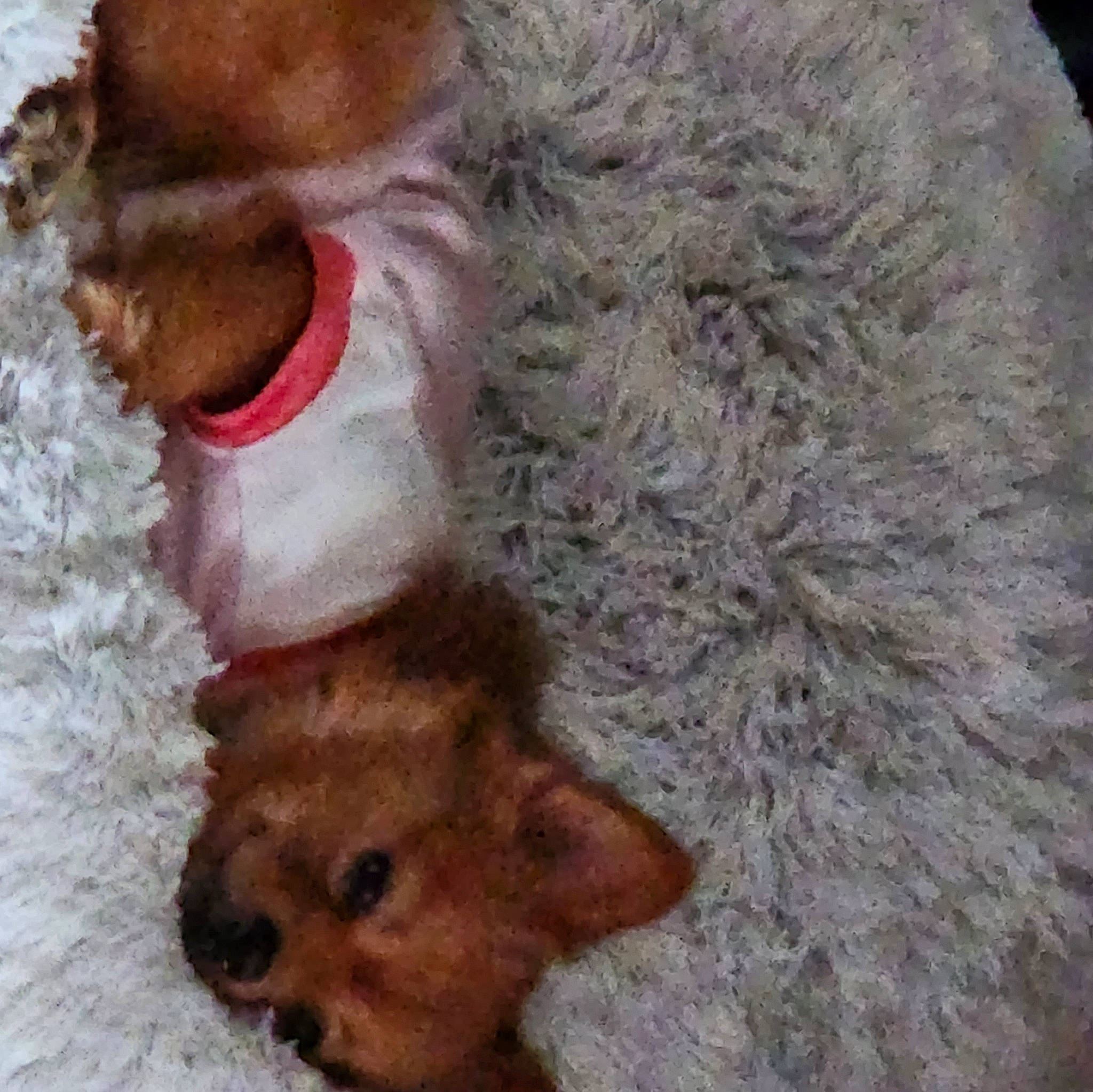 Foxy Baby joined the competition — help win amazing prizes! canidae, carnivore, comfort, companion_dog, dog, dog_breed, fawn, fur, hat, liver, paw, snout, sporting_group, stuffed_toy, tail, terrestrial_animal, toy, toy_dog, wool, working_animal