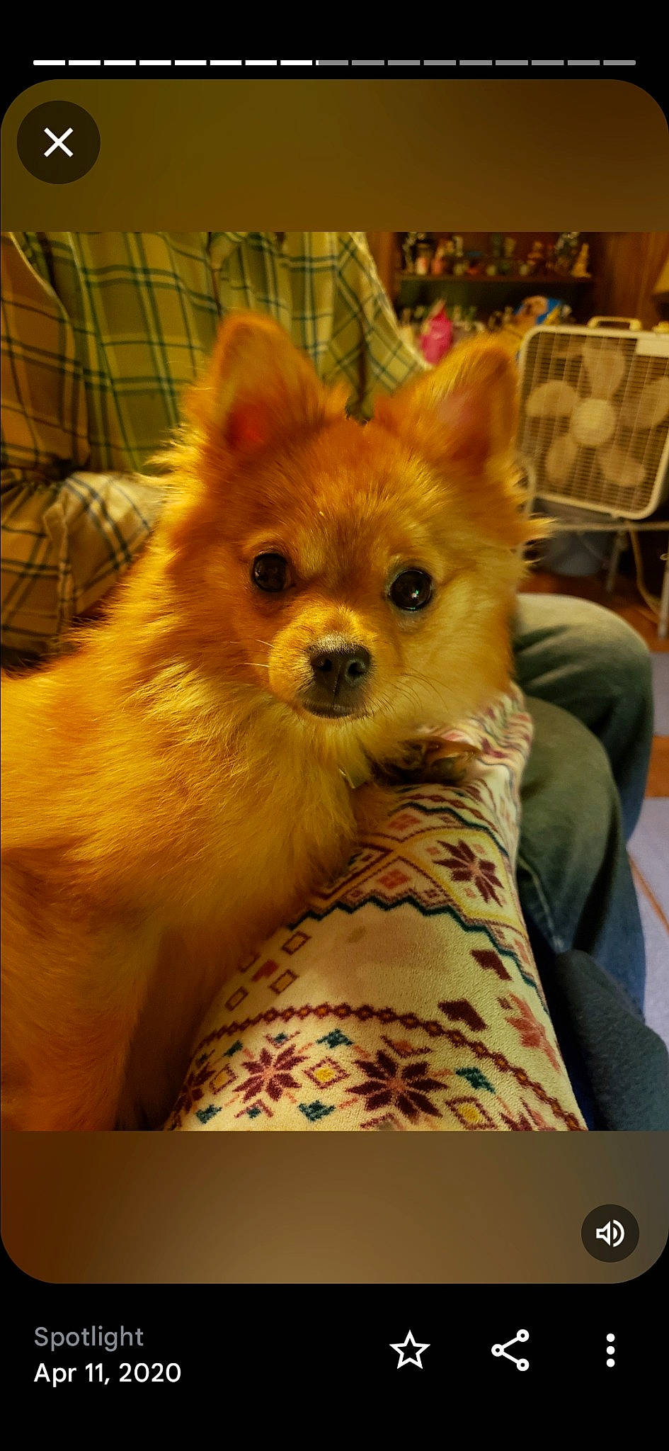 Foxy Baby joined the competition — help win amazing prizes! ancient_dog_breeds, canidae, carnivore, chair, companion_dog, corgi_chihuahua, dog, dog_breed, dog_supply, fawn, fur, non_sporting_group, pomeranian, snout, spitz, sporting_group, terrestrial_animal, toy_dog, whiskers, working_animal