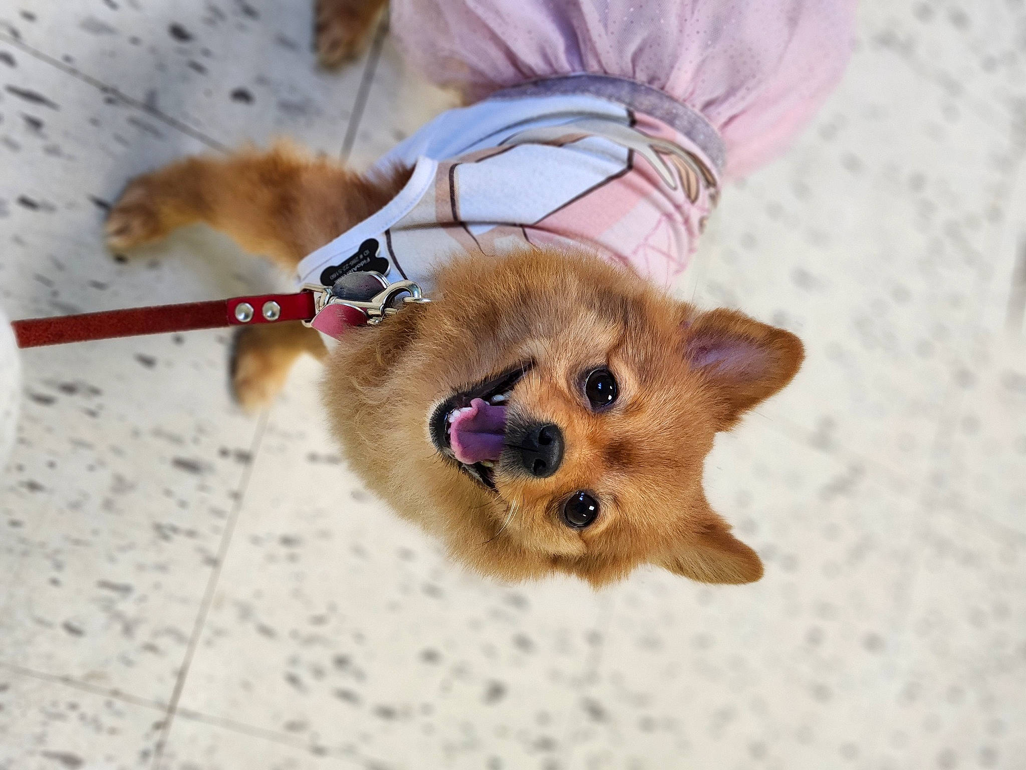 Foxy Baby joined the competition — help win amazing prizes! canidae, carnivore, claw, collar, companion_dog, corgi_chihuahua, dog_breed, domestic_short_haired_cat, fawn, felidae, fur, paw, small_to_medium_sized_cats, snout, spitz, sporting_group, tail, terrestrial_animal, whiskers, wildlife