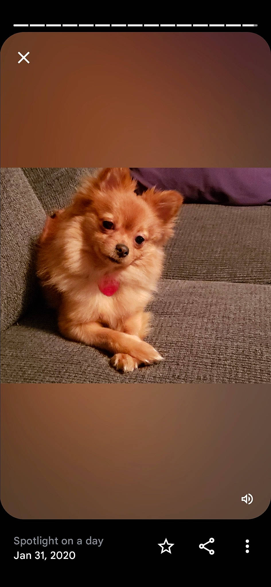 Foxy Baby is registered to the contest to win money with this photo: canidae, carnivore, companion_dog, corgi_chihuahua, dog, dog_breed, fur, german_spitz, german_spitz_klein, german_spitz_mittel, liver, non_sporting_group, paw, pomeranian, spitz, sporting_group, terrestrial_animal, toy_dog, volpino_italiano, whiskers