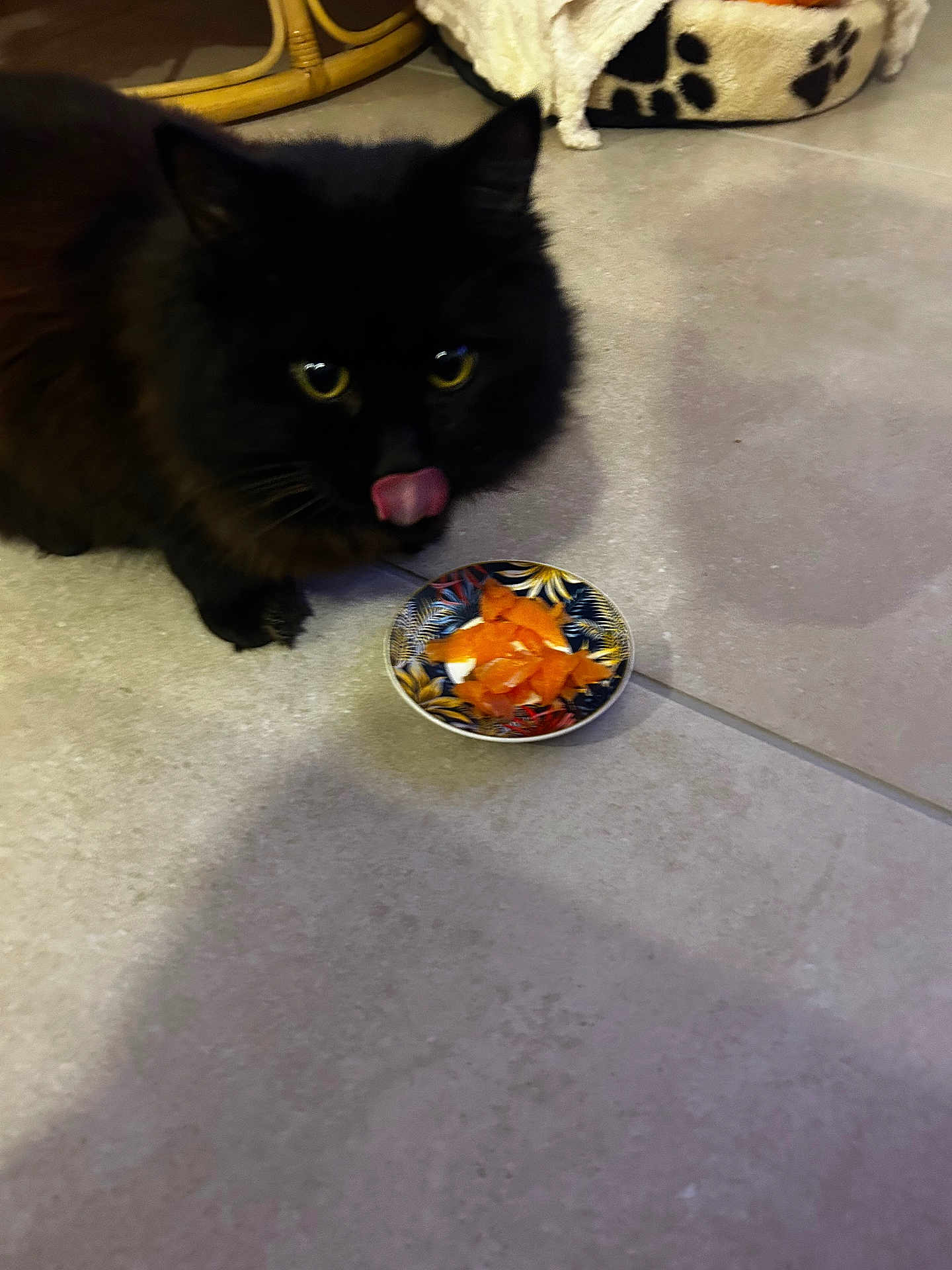 Oréo a rejoint le concours — aidez-le/la à gagner de superbes lots ! cat, black_cat, tongue_out, licking, bowl, orange_food, tiled_floor, pet_bed, rattan_chair, indoor, close_up, yellow_eyes, fluffy_fur, plate, home, food, paw_print_pattern, shadow, low_light, cute