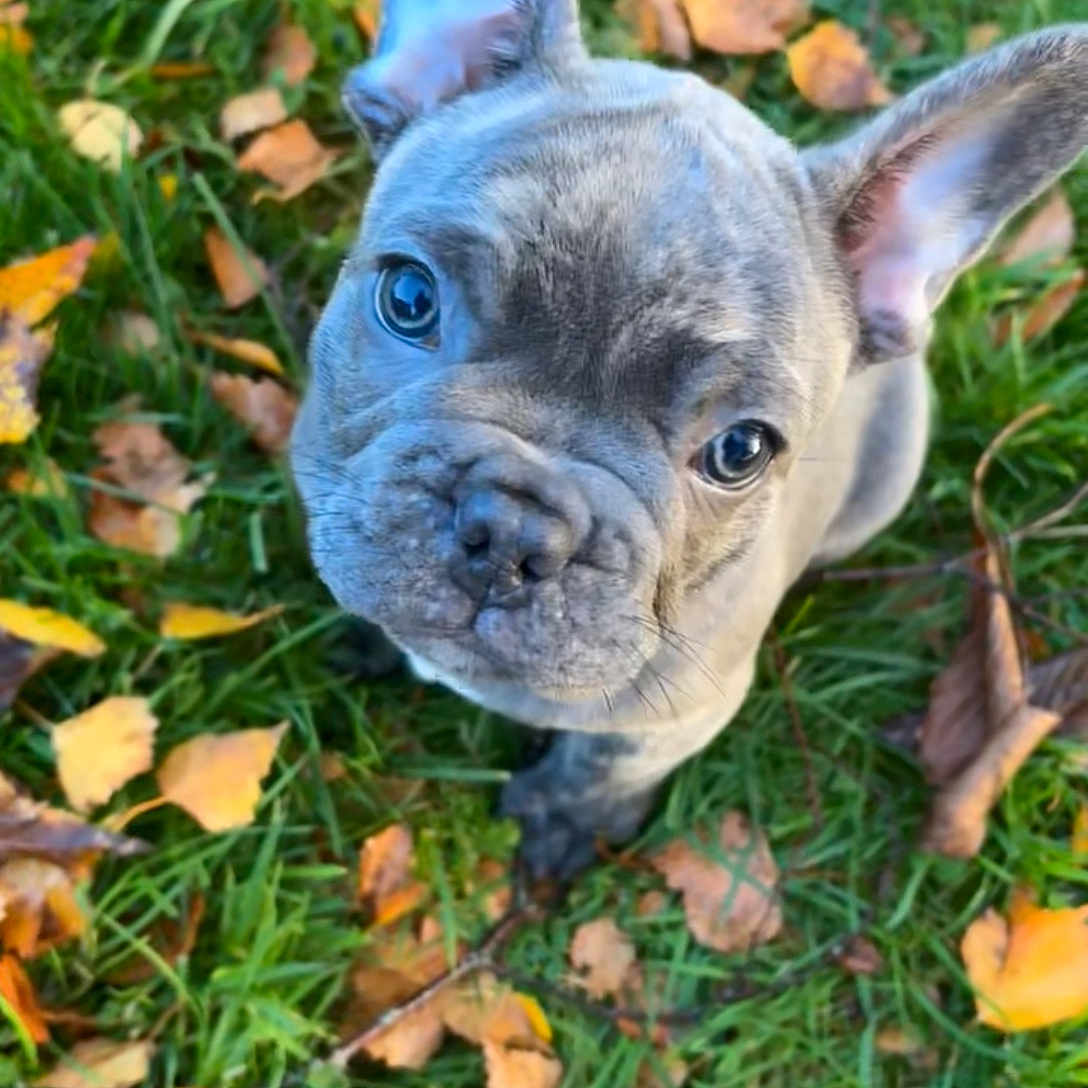 Arron participe au concours pour gagner de l'argent avec cette photo : adorable, animal, autumn_leaves, brown, close_up, cute, dog, ears, fall, french_bulldog, grass, leaf, nature, outdoor, pet, playful, puppy, small_dog, snout, young_dog