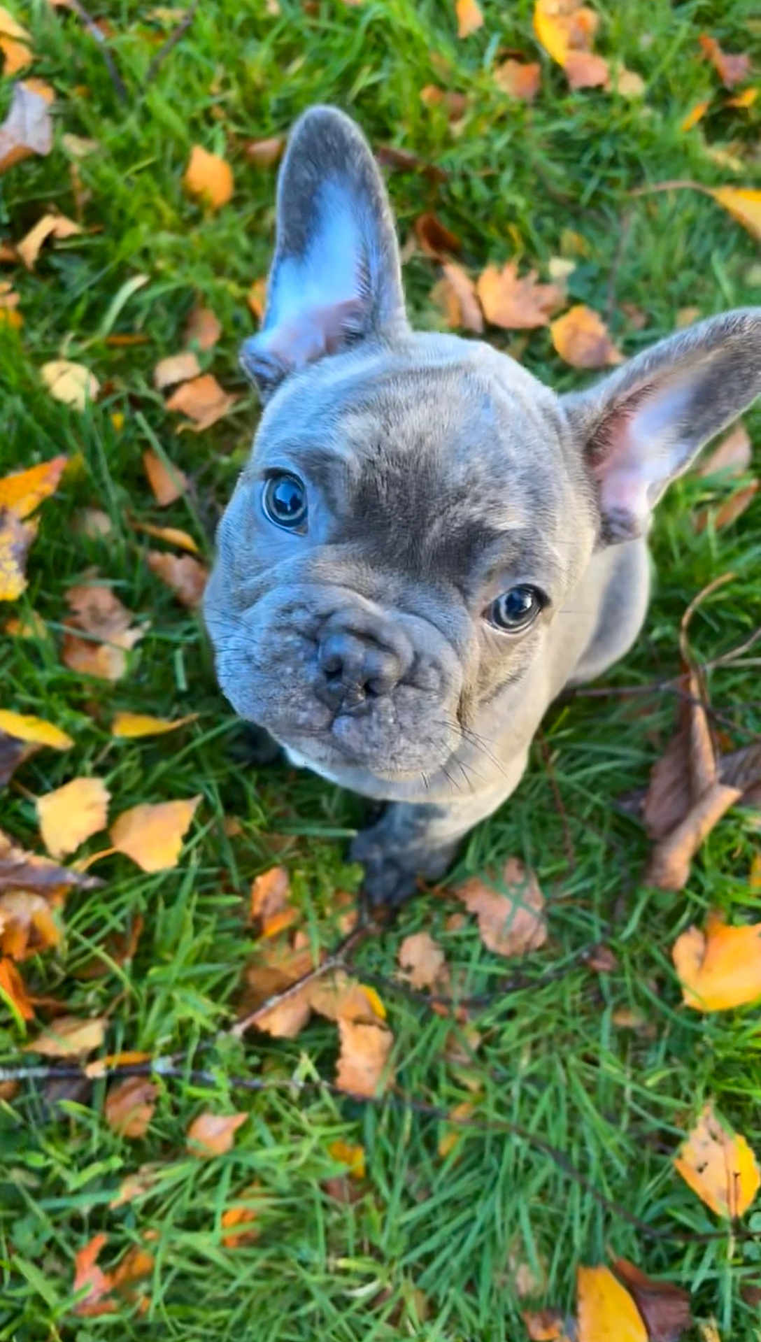 Arron participe au concours pour gagner de l'argent avec cette photo : french_bulldog, puppy, dog, grass, autumn_leaves, outdoor, cute, pet, animal, young_dog, ears, snout, close_up, nature, fall, adorable, small_dog, brown, leaf, playful