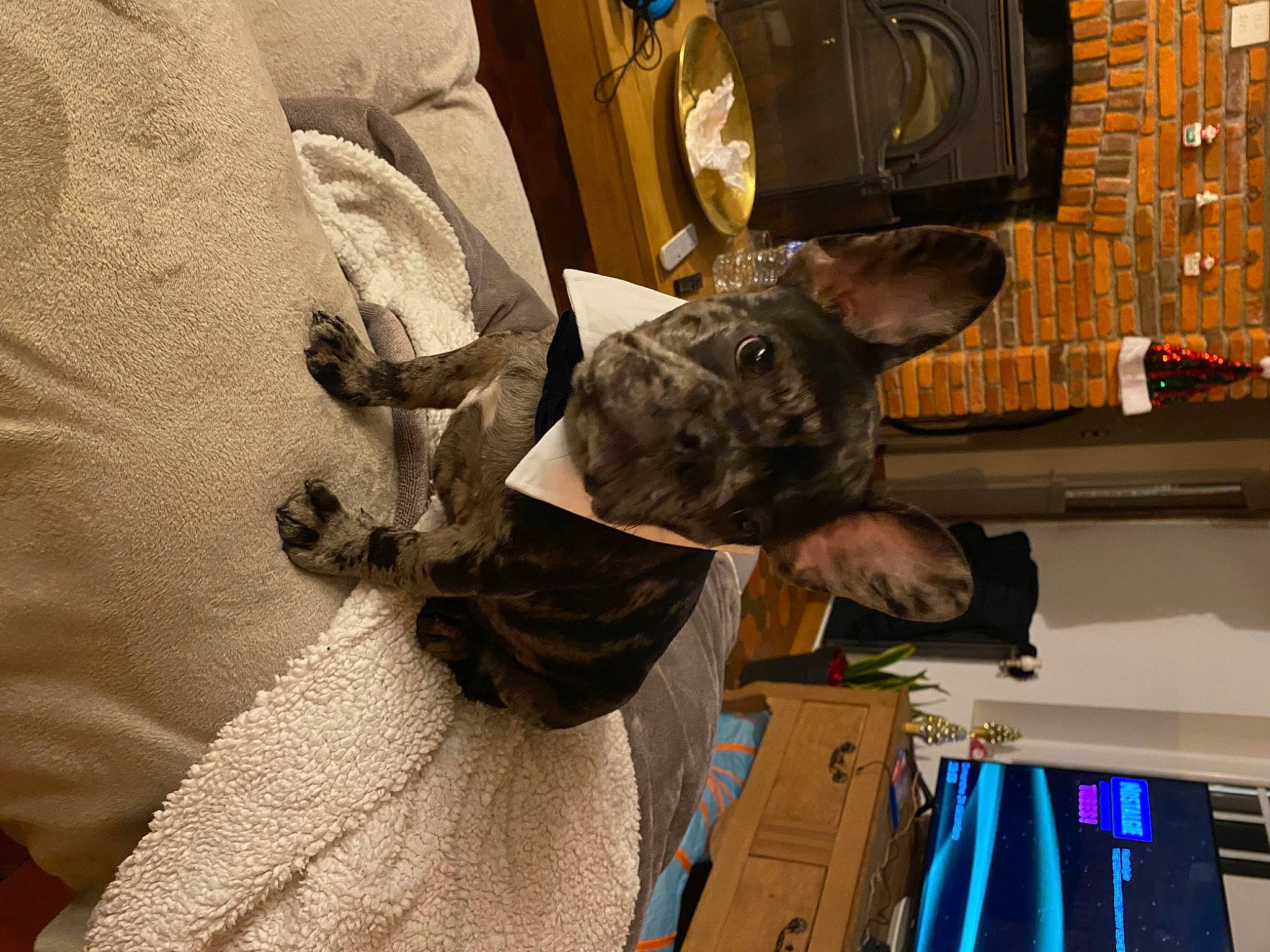 Moka a rejoint le concours — aidez-le/la à gagner de superbes lots ! costume_design, event, fashion_design, formal_wear, fun, fur, mammal, room, vertebrate, visual_arts