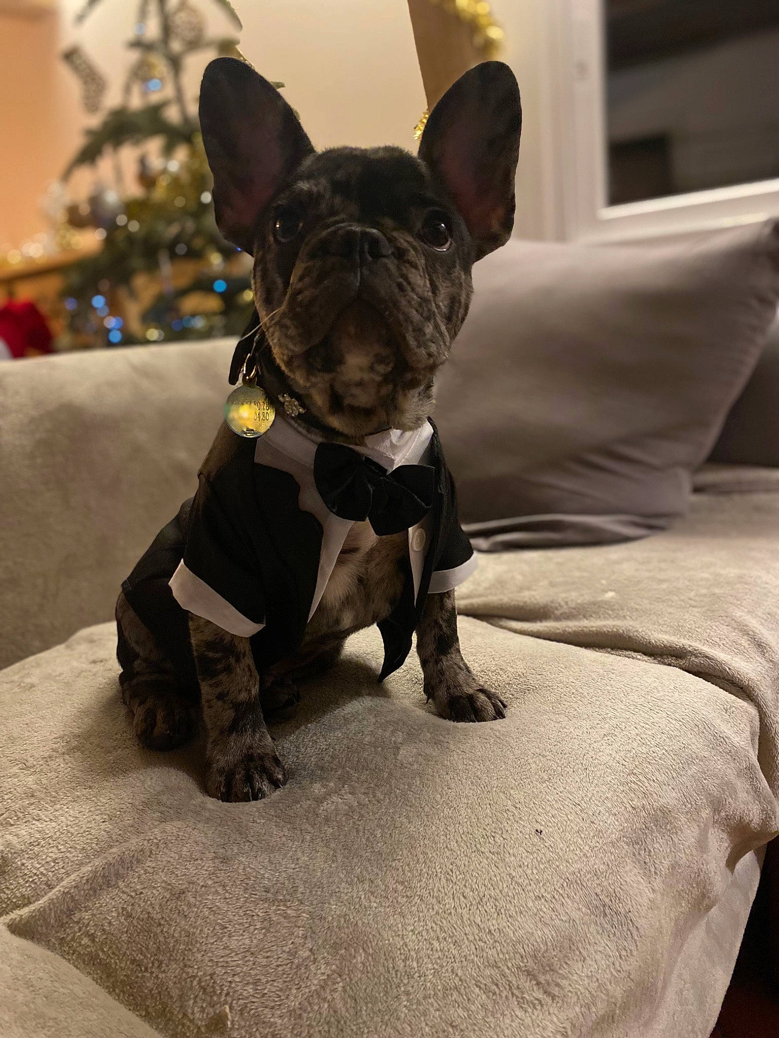 Moka a rejoint le concours — aidez-le/la à gagner de superbes lots ! boston_terrier, bulldog, canidae, carnivore, collar, comfort, companion_dog, dog, dog_breed, dog_collar, ear, fawn, french_bulldog, pet_supply, snout, sporting_group, terrestrial_animal, toy_dog, whiskers, working_animal