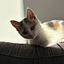 Arya participe au concours pour gagner de l'argent avec cette photo : kitten, cat, pet, animal, curious, fur, indoor, couch, resting, whiskers, ears, eyes, young, cute, feline, soft_light, shadow, closeup, domestic, adorable
