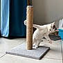kitten, cat, scratching_post, indoor, playful, white_cat, gray_patches, tile_floor, curious, pet, young_cat, paw, furniture, blue_curtain, home, animal, cute, small, pet_toy, floor