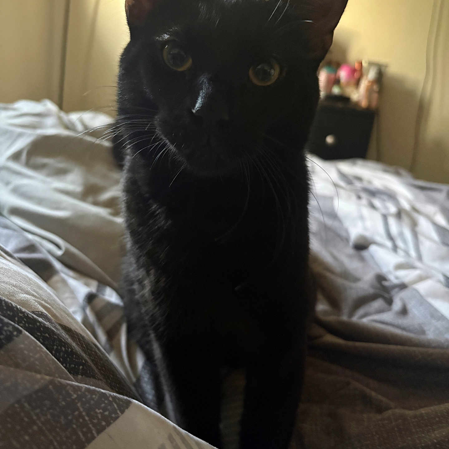 Dash joined the competition — help win amazing prizes! black_cat, cat, pet, indoor, bed, blanket, feline, animal, whiskers, ears, curious, close_up, domestic_cat, cute, portrait, soft_light, home, cozy, sleeping_area, furry