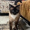 cat, siamese_cat, blue_eyes, white_paws, walking, rug, living_room, couch, person, furniture, patterned_ottoman, toy_truck, floor, whiskers, tail, indoor, pet, curious, brown, cozy