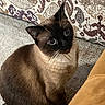 cat, siamese_cat, blue_eyes, pet, indoor, carpet, couch, furniture, patterned_fabric, brown_fur, whiskers, cute, animal, domestic_cat, sitting, looking_up, close_up, soft_light, curious, feline