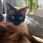 Chubby is registered to the contest to win money with this photo: cat, siamese_cat, blue_eyes, whiskers, fur, indoor, plant, leather_couch, sunlight, window, green_leaves, closeup, pet, animal, relaxed, feline, portrait, home, cozy, texture