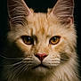 amber_eyes, animal, cat, close_up, cream_colored, cute, dark_background, detailed, ears, feline, fur, indoor, majestic, mammal, pet, portrait, serious, soft_light, water_droplets, whiskers