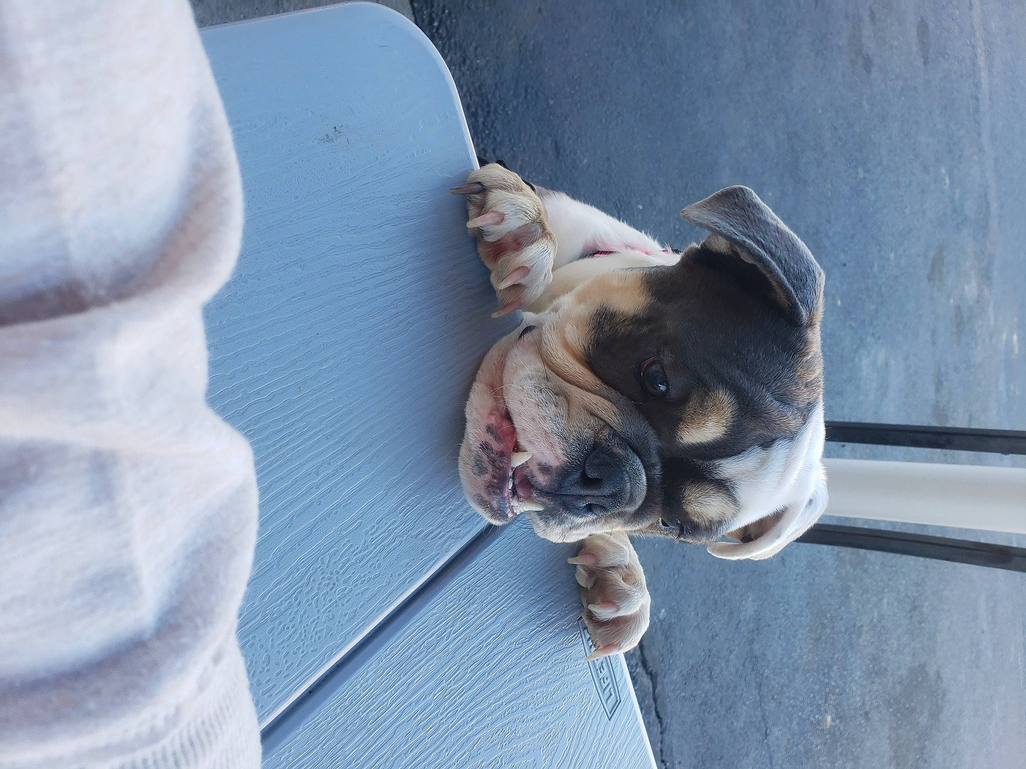 Elsie Mae Anderson joined the competition — help win amazing prizes! bulldog, canidae, carnivore, collar, comfort, companion_dog, dog, dog_breed, dog_collar, fawn, leash, paw, snout, sporting_group, tail, terrestrial_animal, toy_dog, whiskers, working_animal, wrinkle