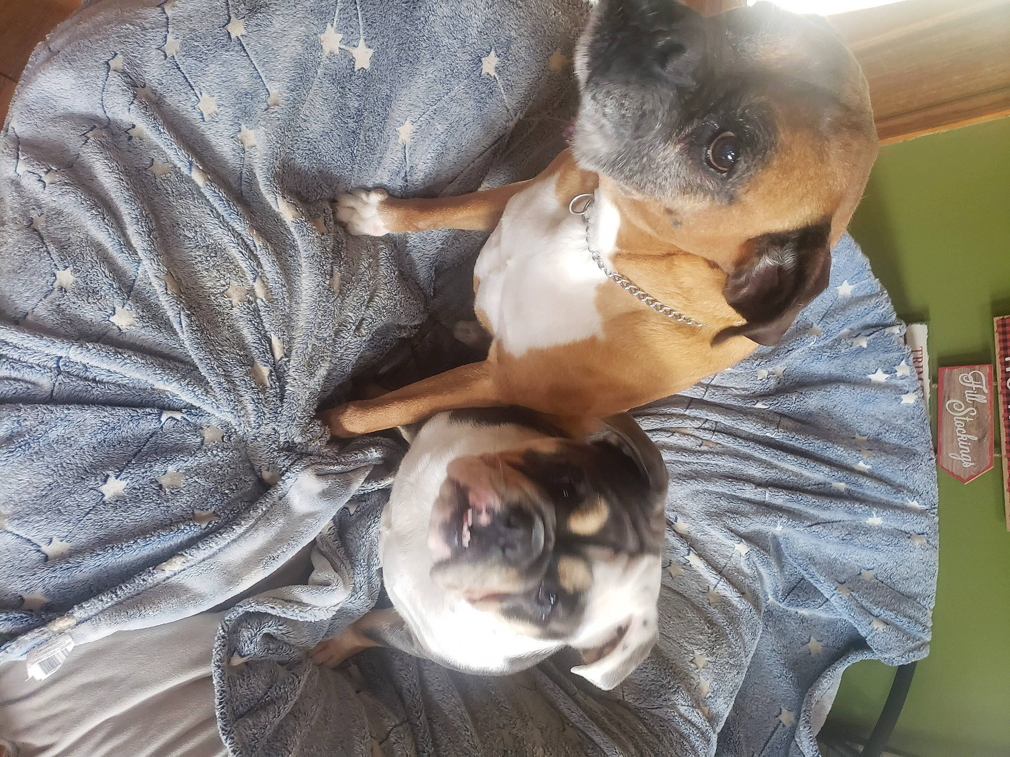 Elsie Mae Anderson joined the competition — help win amazing prizes! canidae, carnivore, comfort, companion_dog, dog, dog_breed, ear, fawn, fur, nap, non_sporting_group, paw, puppy, sleep, snout, sporting_group, toy_dog, whiskers, working_animal, wrinkle