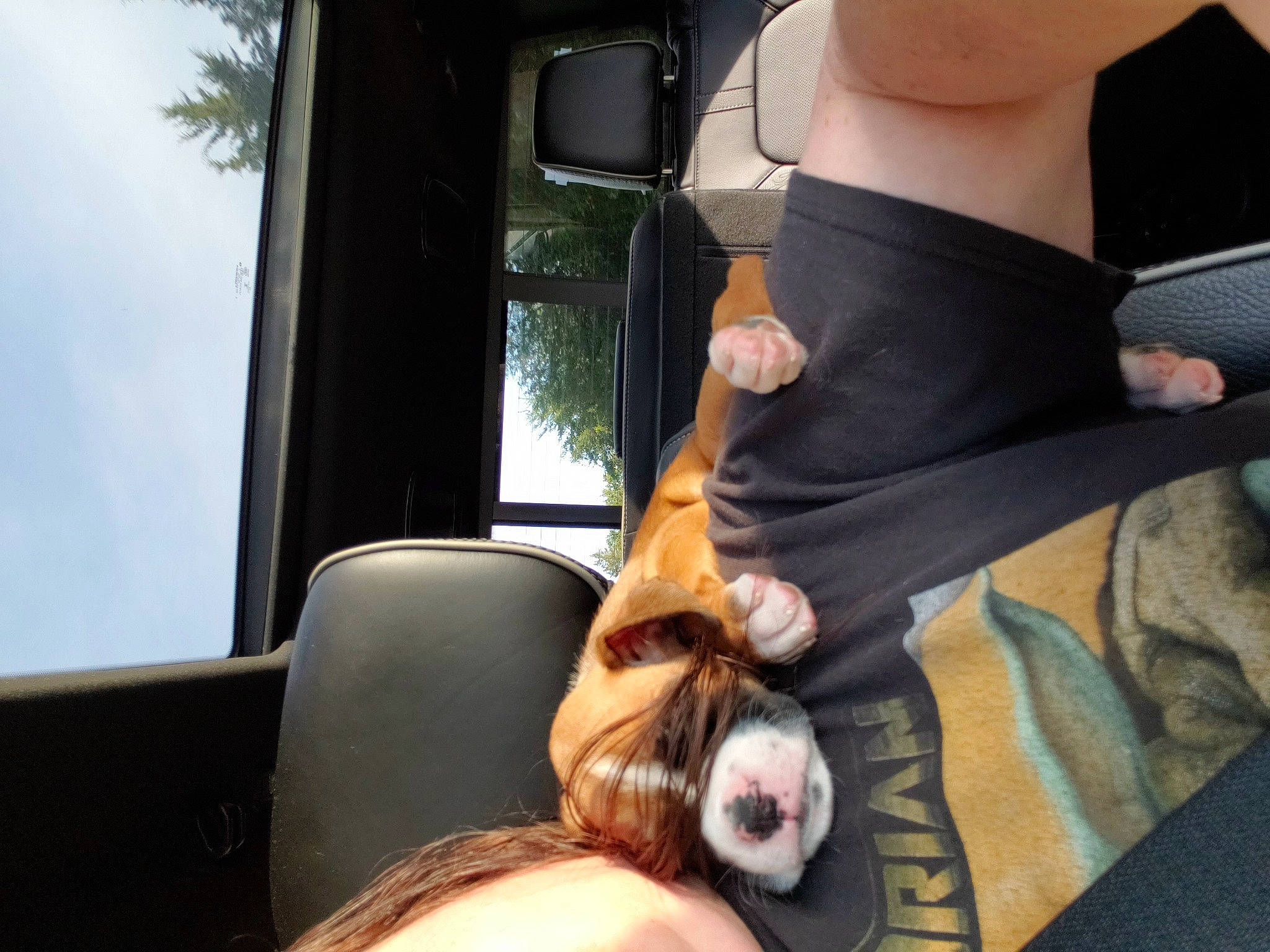 Madison joined the competition — help win amazing prizes! auto_part, car_seat, carnivore, comfort, companion_dog, dog, dog_breed, eyewear, fawn, felidae, human_leg, leg, snout, sunglasses, thigh, toy_dog, tree, vehicle_door, vertebrate, window