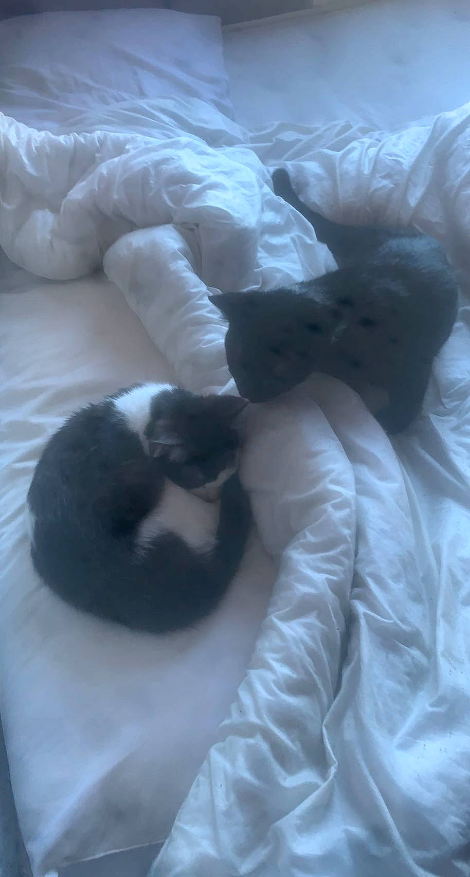 Toothless joined the competition — help win amazing prizes! canidae, carnivore, cat, cat_bed, claw, comfort, companion_dog, dog_breed, duvet, felidae, fur, gesture, linens, nap, paw, small_to_medium_sized_cats, sporting_group, tail, vertebrate, whiskers