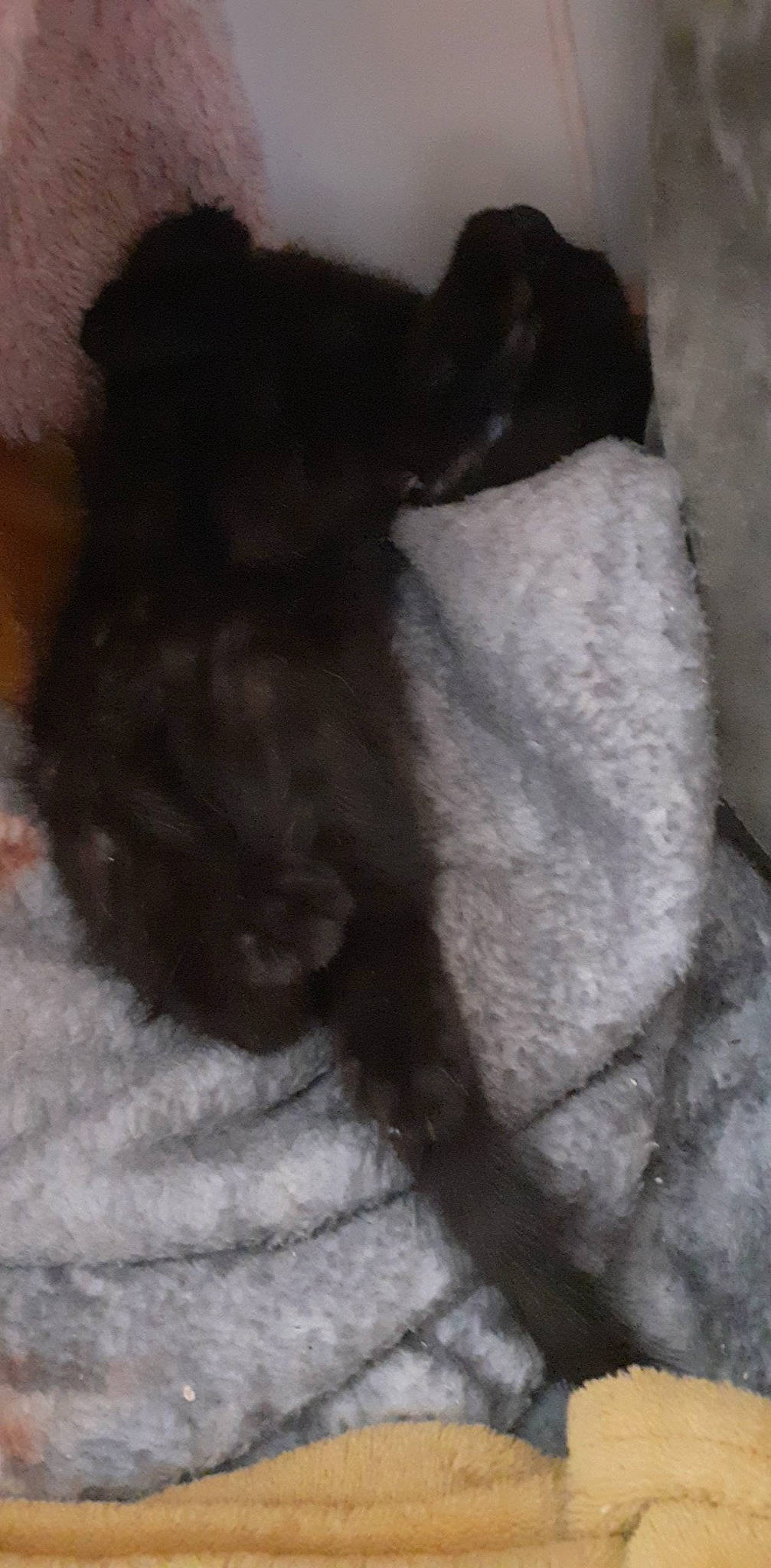 Toothless joined the competition — help win amazing prizes! black_cat, bombay, canidae, carnivore, claw, comfort, dog_breed, domestic_short_haired_cat, felidae, fur, grey, monochrome_photography, paw, small_to_medium_sized_cats, snout, sporting_group, tail, terrestrial_animal, whiskers, working_animal