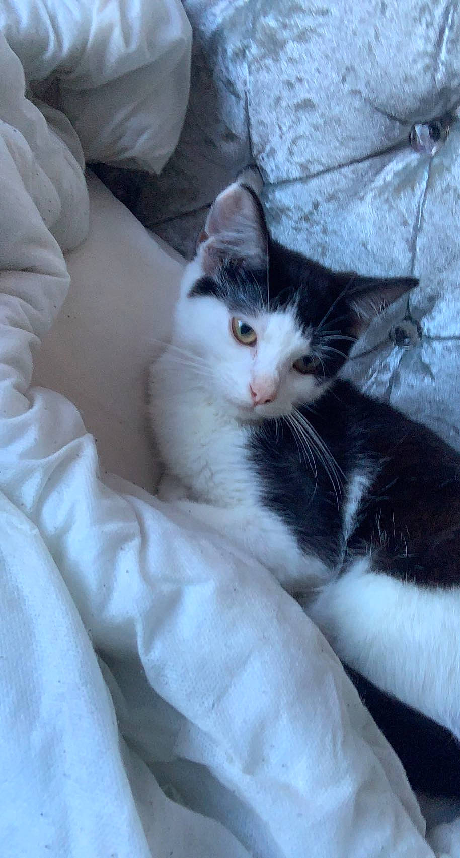 Pongo is registered to the contest to win money with this photo: carnivore, cat, comfort, domestic_short_haired_cat, felidae, fur, grey, nap, paw, small_to_medium_sized_cats, snout, tail, whiskers