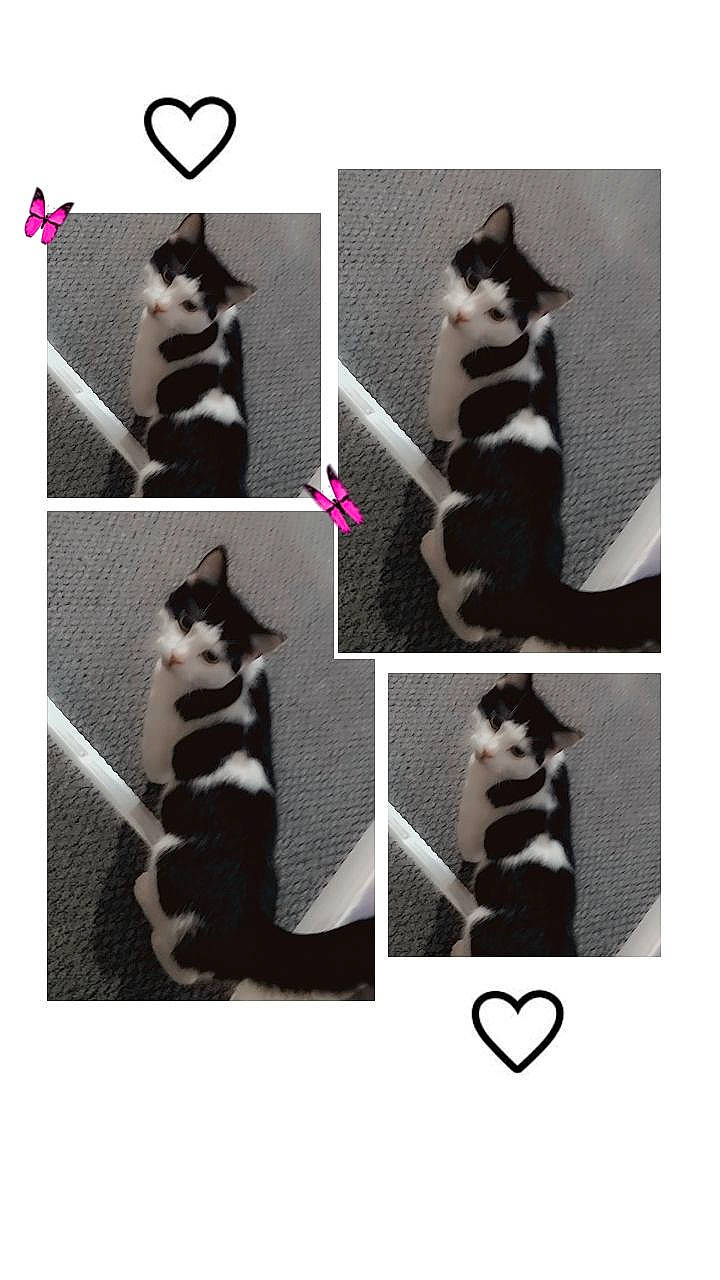 Pongo joined the competition — help win amazing prizes! art, black, black_and_white, carnivore, cat, felidae, font, fur, line, mammal, monochrome_photography, organism, pattern, small_to_medium_sized_cats, snout, style, terrestrial_animal, vertebrate, whiskers, white