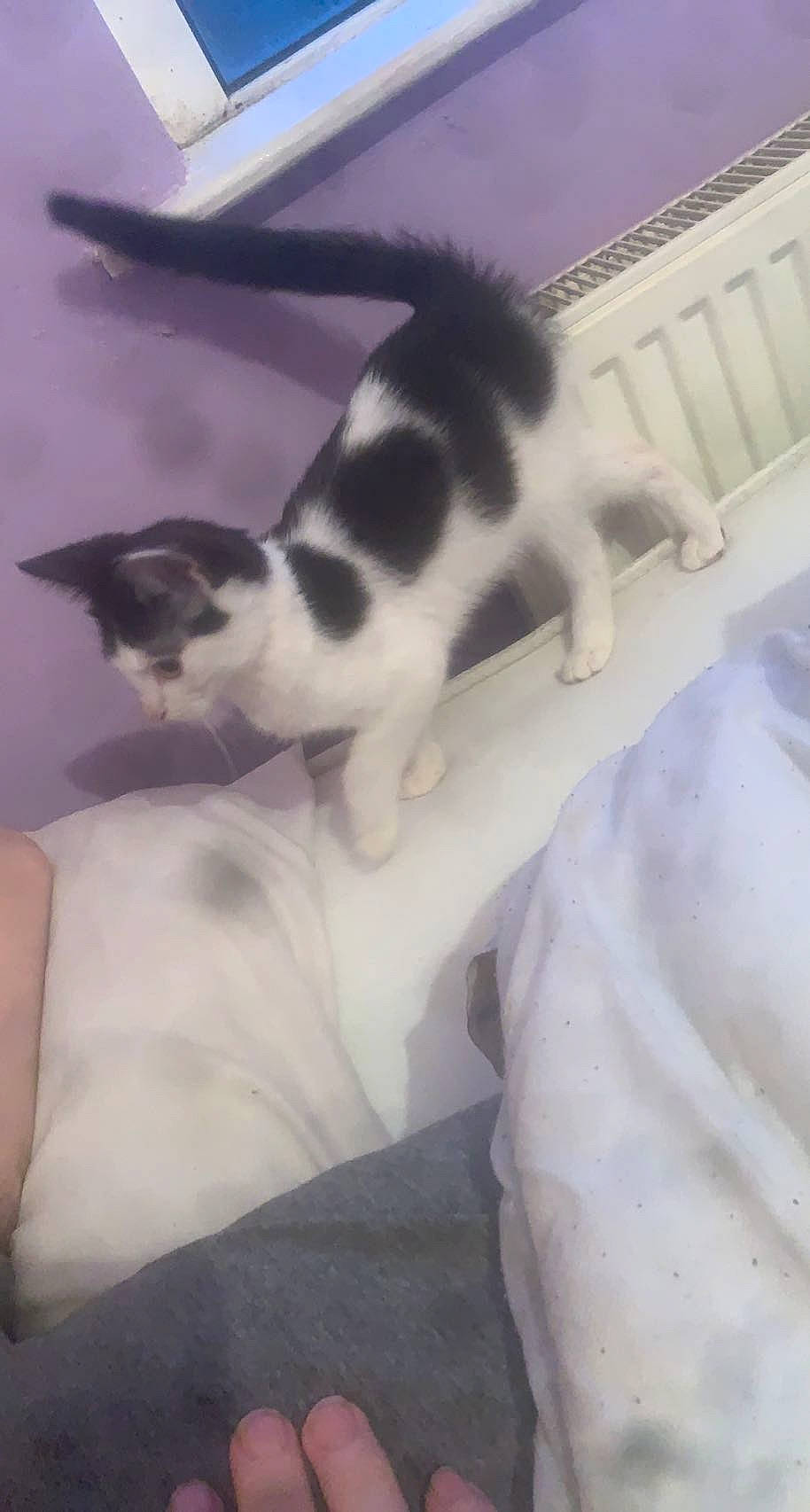 Pongo is registered to the contest to win money with this photo: carnivore, cat, claw, cloud, comfort, domestic_short_haired_cat, felidae, foot, fur, human_leg, linens, nap, paw, room, small_to_medium_sized_cats, snout, tail, whiskers